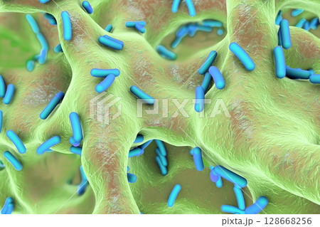 Rod-shaped bacteria inside bone tissue Rod-shaped bacteria inside bone tissue 128668256