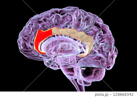 Anterior cingulate cortex in human brain, 3D illustration. Anterior cingulate cortex in human brain, 3D illustration. 128668342