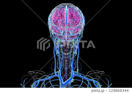 Brain veins, 3D illustration 128668344