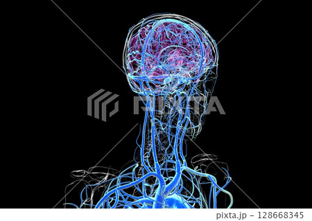 Brain veins, 3D illustration Brain veins, 3D illustration 128668345