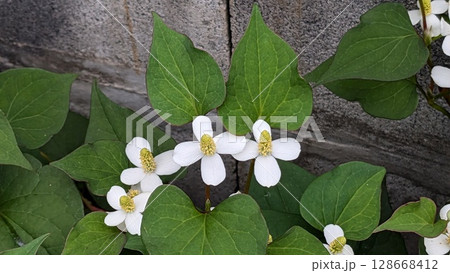 ドクダミ 128668412