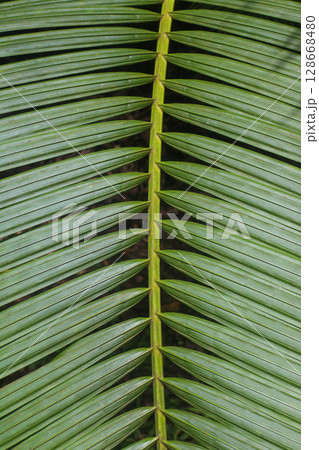 close up straight lines texture of green palm leaves 128668480