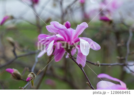 close up of beautiful pink magnolia flowers in the garden 128668491