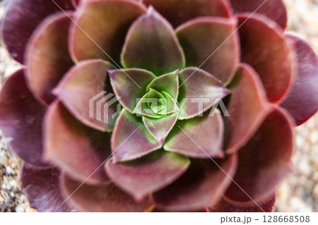 close-up Succulent flower in a pot in a greenhouse 128668508