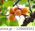 梅の実が沢山熟す 128668562