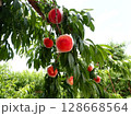 木になっている桃 128668564
