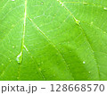 雨に濡れた鮮やかな緑の葉 128668570