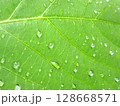 雨に濡れた鮮やかな緑の葉 128668571