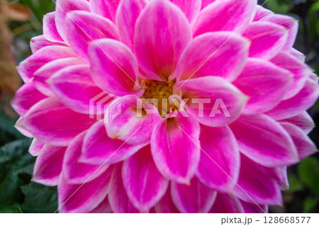 close up of a beautiful Dahlias flower in the garden close up of a beautiful Dahlias flower in the garden 128668577