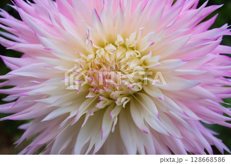 close up of a beautiful Dahlias flower in the garden 128668586