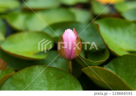 beautiful unfurled water lily flower on the pond 128668591