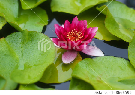 beautiful unfurled water lily flower on the pond 128668599