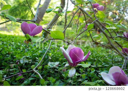 close up of beautiful pink magnolia flowers in the garden close up of beautiful pink magnolia flowers in the garden 128668602