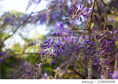 close-up of beautiful Chinese wisteria in the garden close-up of beautiful Chinese wisteria in the garden 128668608