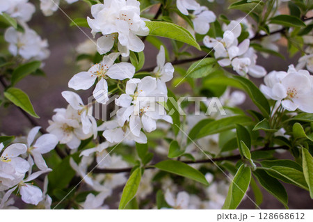 close-up of a beautiful flowerapple tree in the garden close-up of a beautiful flowerapple tree in the garden 128668612