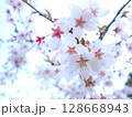 見上げた桜 128668943
