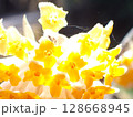 ミツマタの花にとまる小さな蜘蛛 128668945
