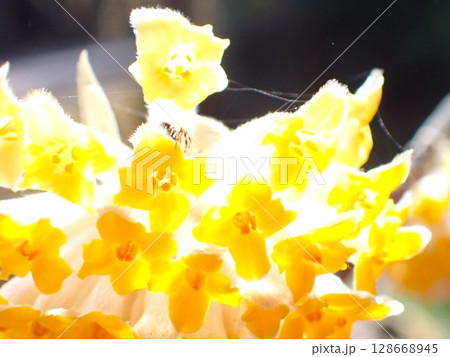 ミツマタの花にとまる小さな蜘蛛 128668945