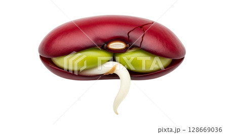 A small kidney shaped bean seed features a smooth, deep red exterior that is cracked open. Inside, two large green seeds are isolated, accompanied by a sprouting white root. A small kidney shaped bean seed features a smooth, deep red exterior that is cracked open. Inside, two large green seeds are isolated, accompanied by a sprouting white root. 128669036
