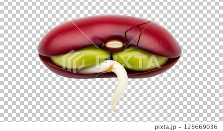 A small kidney shaped bean seed features a smooth, deep red exterior that is cracked open. Inside, two large green seeds are isolated, accompanied by a sprouting white root. A small kidney shaped bean seed features a smooth, deep red exterior that is cracked open. Inside, two large green seeds are isolated, accompanied by a sprouting white root. 128669036