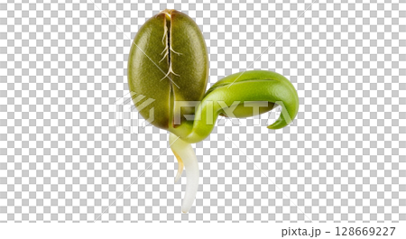 Tiny alfalfa seed displayed with its hard greenish brown coat slightly cracked, revealing two fragile shoots developing from the seed while isolated on a transparent background. 128669227