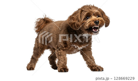 Brown maltipoo dog stands with its teeth bared and growling, showcasing its aggressive posture. The isolated background highlights the dog's intense expression and stance. 128669229