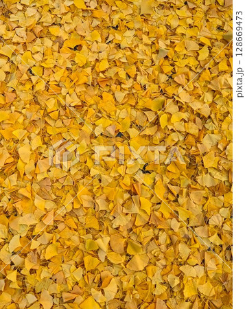 Golden ginkgo leaves create a vibrant, textured carpet on the ground during autumn in Kyoto Golden ginkgo leaves create a vibrant, textured carpet on the ground during autumn in Kyoto 128669473