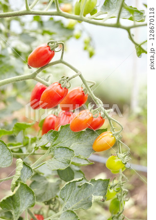 Cherry tomatoes in a greenhouse, selective focus. Cherry tomatoes in a greenhouse, selective focus. 128670118