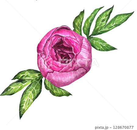 Watercolor peony bouquet illustration. Hand draw flowers illustration. Pink peonies flowers watercolor illustration painting botanical art greeting card stationar. 128670877