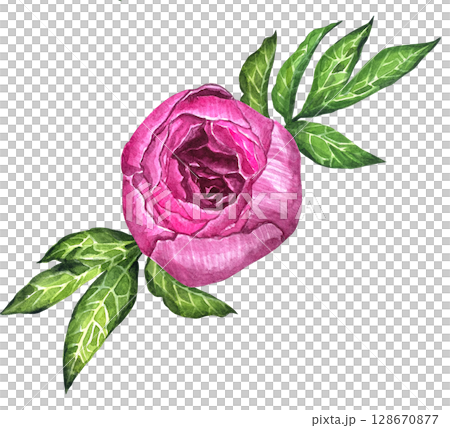 Watercolor peony bouquet illustration. Hand draw flowers illustration. Pink peonies flowers watercolor illustration painting botanical art greeting card stationar. Watercolor peony bouquet illustration. Hand draw flowers illustration. Pink peonies flowers watercolor illustration painting botanical art greeting card stationar. 128670877