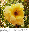 Yellow rose flower on green leaves background growing in garden 128671770