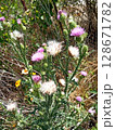 Thistle with flowers and green prickly leaves close-up 128671782