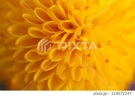 close up of a beautiful yellow chrysanthemum flower in the garden 128672247