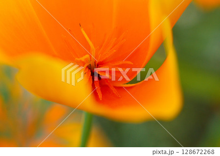 close-up of a beautiful Escholtia Californian flower in the garden 128672268