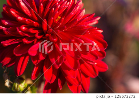 close up of a beautiful pink chrysanthemum flower in the garden 128672272