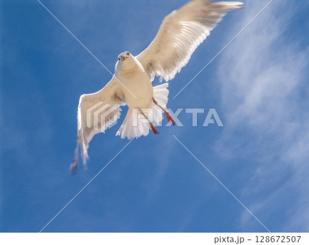 beautiful seagull in flight in the blue sky 128672507