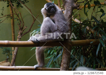 beautiful little gibbon monkey in the zoo beautiful little gibbon monkey in the zoo 128672540
