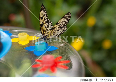 beautiful colorful butterfly in the garden eating sweet syrup 128672554
