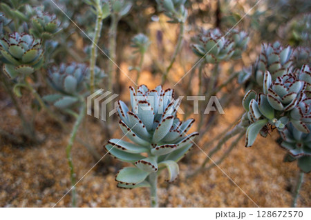 beautiful Kalanchoe tomentosa plant in a pot in a greenhouse beautiful Kalanchoe tomentosa plant in a pot in a greenhouse 128672570