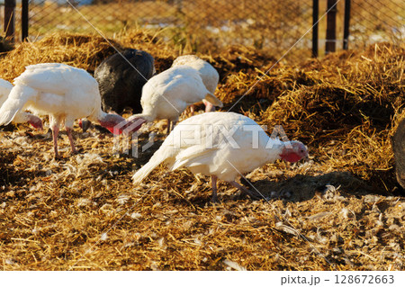 Close-up view of a turkey in a farm setting during daylight, showcasing its unique features and natural habitat Close-up view of a turkey in a farm setting during daylight, showcasing its unique features and natural habitat 128672663
