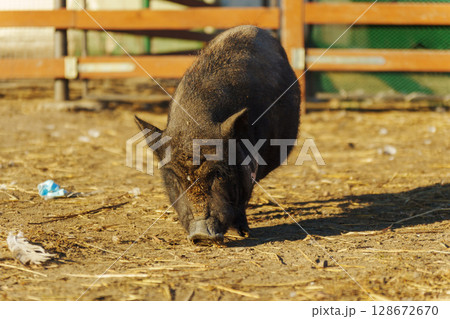 A playful wild boar explores its sunny pen on a pleasant afternoon surrounded by wooden fences and fresh straw A playful wild boar explores its sunny pen on a pleasant afternoon surrounded by wooden fences and fresh straw 128672670