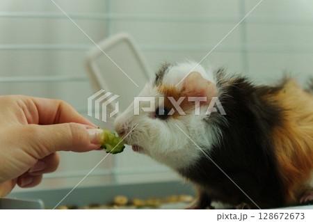 Gentle hand offers a crisp slice of cucumber, the inquisitive guinea pig emerges, savoring the refreshing treat with delight Gentle hand offers a crisp slice of cucumber, the inquisitive guinea pig emerges, savoring the refreshing treat with delight 128672673