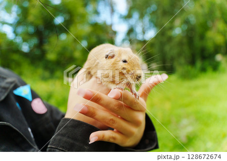 A lively pet squirrel sits comfortably on its owner's lap, surrounded by the lush greenery of a sunny garden. A lively pet squirrel sits comfortably on its owner's lap, surrounded by the lush greenery of a sunny garden. 128672674
