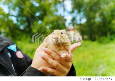 A cozy moment with a pet squirrel nestled comfortably in its owner's embrace during a sunny afternoon at home A cozy moment with a pet squirrel nestled comfortably in its owner's embrace during a sunny afternoon at home 128672675