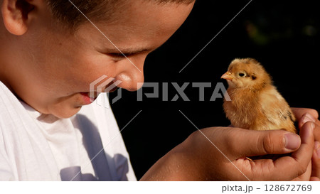 The boy holds in his hands and looks at a cute little newborn chick. The boy holds in his hands and looks at a cute little newborn chick. 128672769