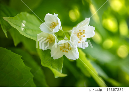 Delicate White Jasmine Flowers Blooming Among Fresh Green Leaves in Sunlight 128672834