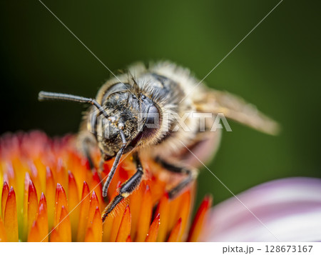 Honeybee pollinating echinacea flowers Honeybee pollinating echinacea flowers 128673167