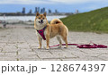 Adorable red Shiba Inu dog happily walking on lush green gras 128674397