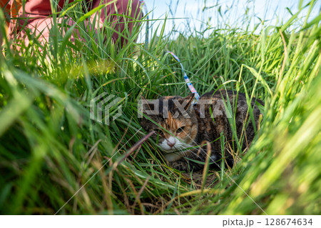 Unhappy cat crouched in high grass avoiding in fear and discomfort. Nervous animal outdoor stress 128674634