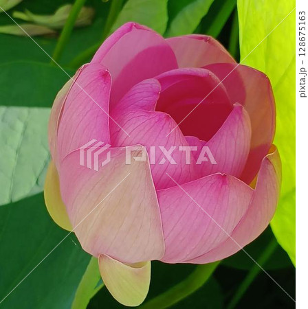 開花した蓮の花 128675163